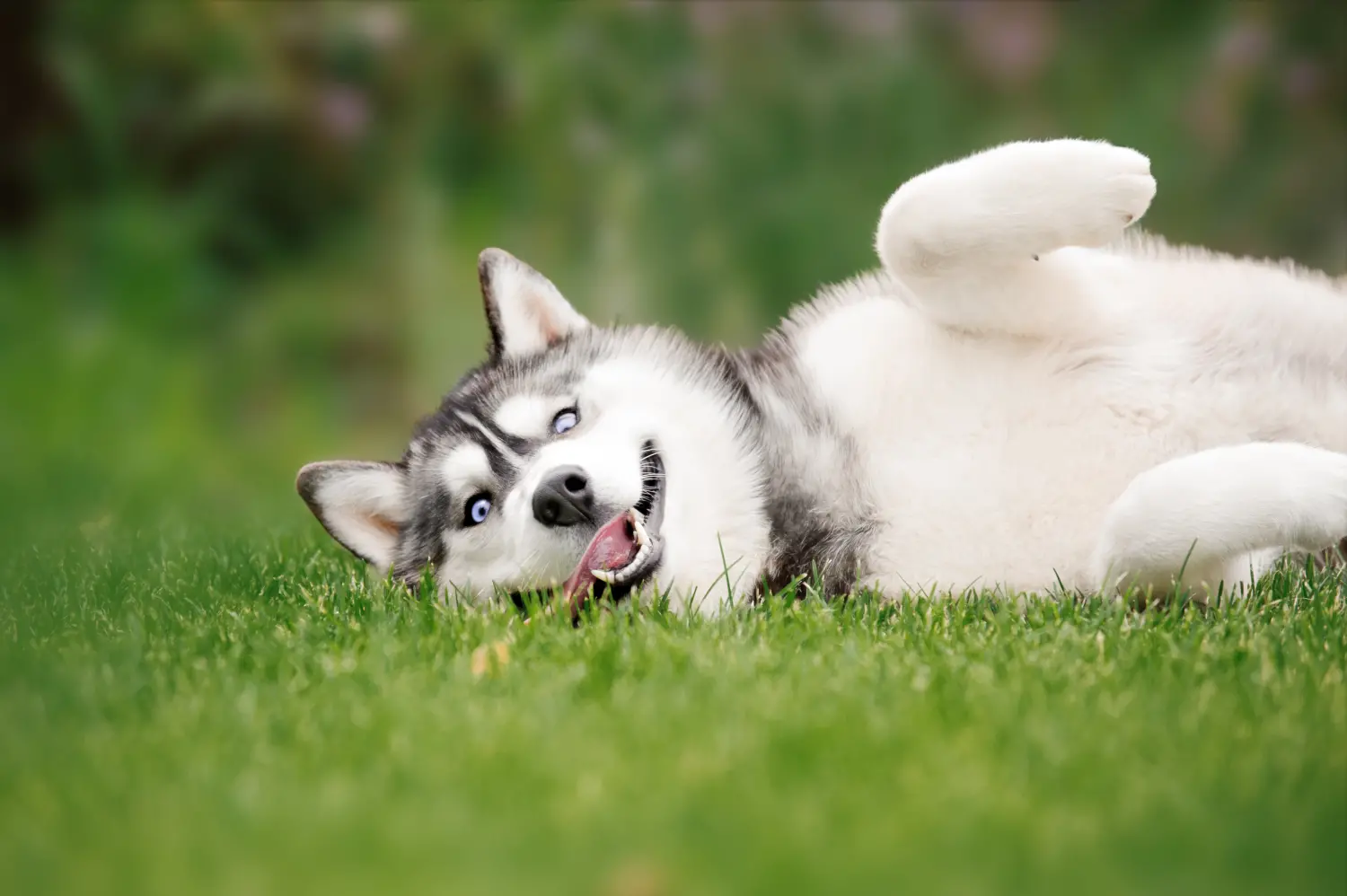 Transport canine store typically a husky